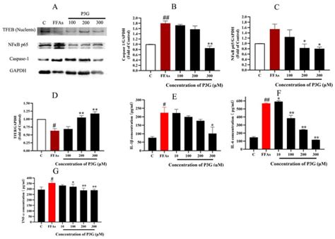 Peonidin-3-O-Glucoside from Purple Corncob Ameliorates Nonalcoholic ...