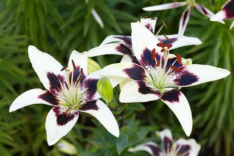 Purple And White Lily Flower