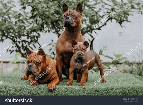 How Long Do Chongqing Dog Live