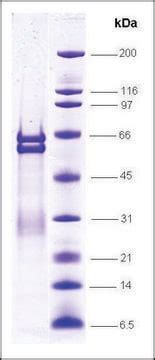PPARa isotype, ligand binding domain, GST tagged human recombinant ...