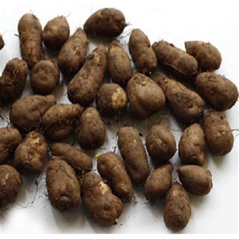 Buy Koorka online from SouthBasket