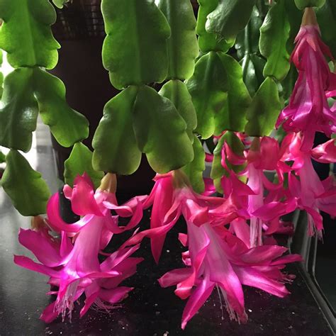 Holiday Cacti: Thanksgiving cactus, Christmas cactus and Easter cactus ...
