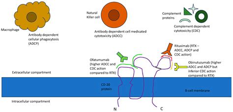A Review of Anti-CD20 Antibodies in the Management of B-Cell Lymphomas