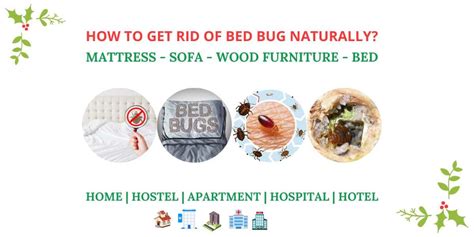 Worst Bed Bug Infestation In The World – Herbal Strategi