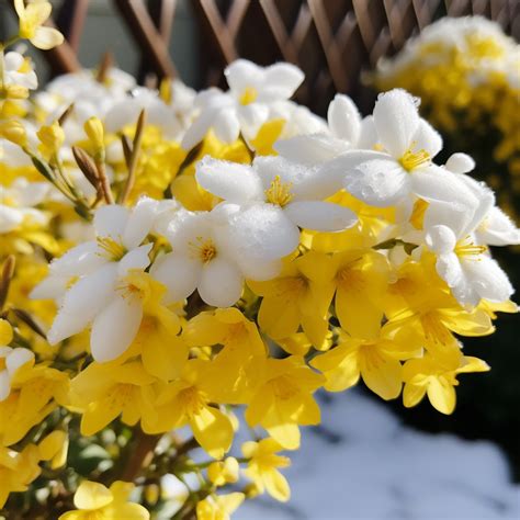 17 Winter Flowers Bringing Warmth to the Cold Season
