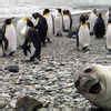 Horribly funny pics of animals Pics | Horribly funny pics of animals ...