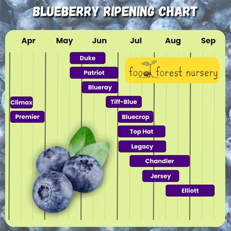 when are blueberries in season - Larrea | Restaurant in Las Vegas, NV