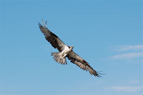 Urban Wildlife Guide: Sea Hawk vs. Seahawk
