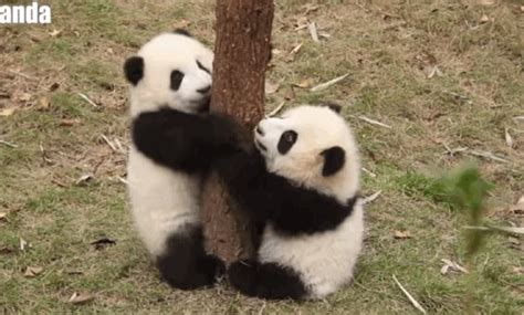Image result for Pandas Library Python Application