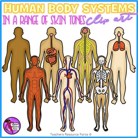 Free human body clip art, Download Free human body clip art png images ...