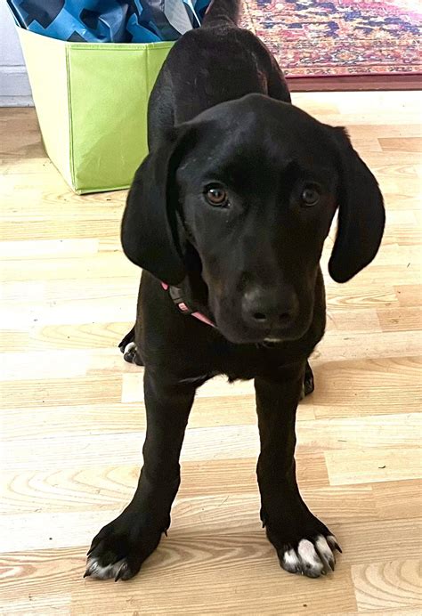 Great Dane Lab Mix Puppies