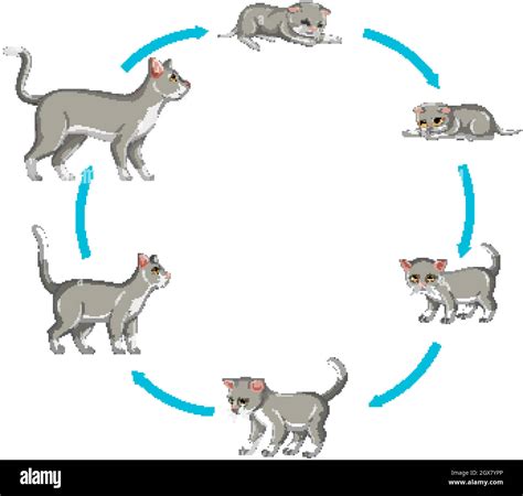 Tabby Cats Life Cycle The Origins And History Of The Tabby Cat All