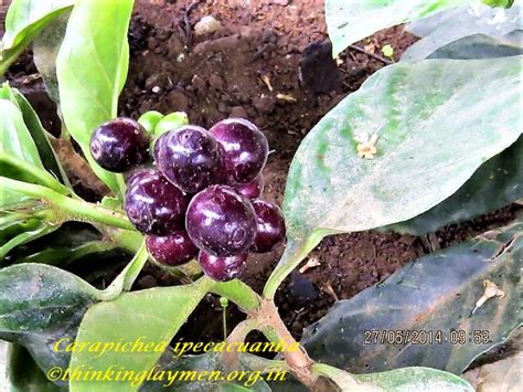 Medicinal Plant Details