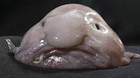 Blob is beautiful! Once labelled world's ugliest animal, blobfish ...