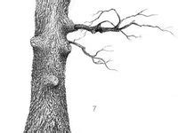 Image result for How to Draw Tree Trunks