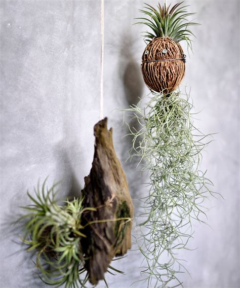 How to water an air plant: the best methods and how often | Homes and ...