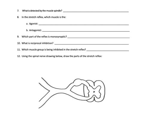 Muscle Spindle Stretch Reflex 的图像结果