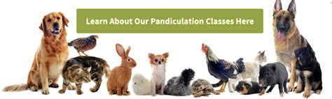 Image result for What Is Pandiculation