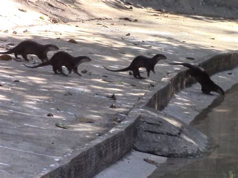 Surat's zoo has become a model in the country in the breeding of otters ...