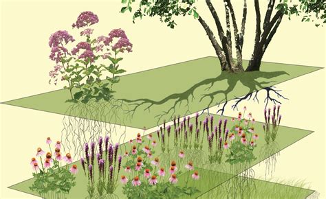 Plant Community 的图像结果