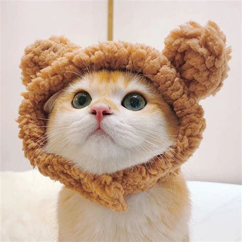 Cute Cat Hat Bear - Etsy