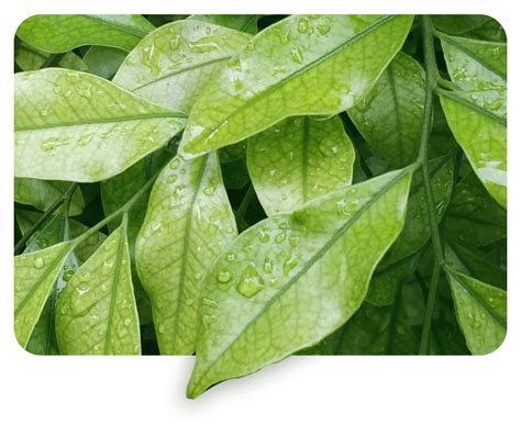 Cica + Niacinamide Toner for Oily & Acne Prone Skin – Dot & Key