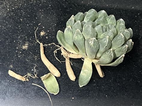 M.D. FARM AND NURSERY | Succulent Plants|Haworthia cooperi Live Plant ...