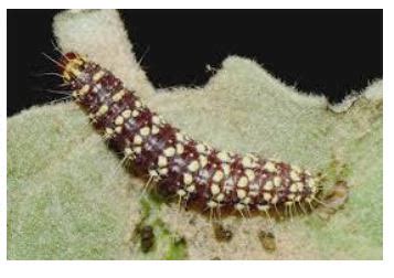 KAU Agri Infotech Portal