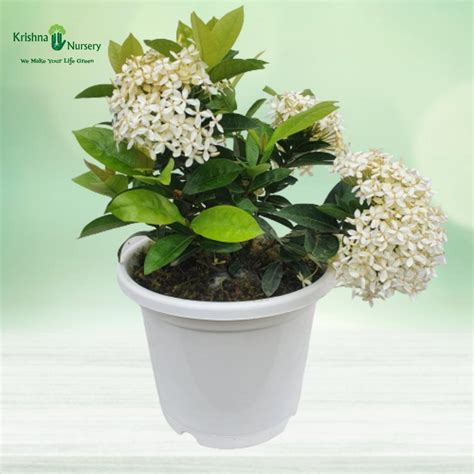 Ixora Plant - White Flower