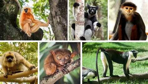 10 Rare Primates You Must See in the Wild Before They Disappear Forever