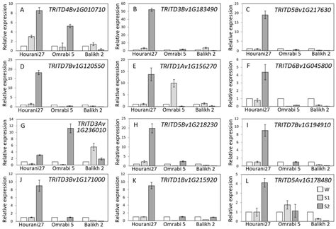 Dehydration Stress Memory Genes in Triticum turgidum L. ssp. durum (Desf.)