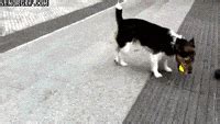 Signs that you prefer animals over humans | Femina.in