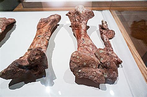 一根肋骨为恐龙看病 中国史上最古老“骨髓炎病患”现身 - 滚动 - 华西都市网新闻频道
