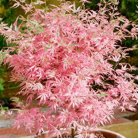 Acer palmatum Sumi Nagashi - Japanese Maple Tree | Large Outdoor Garden ...
