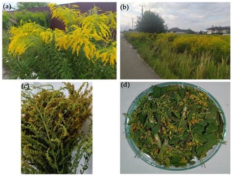 Anaerobic Degradation of the Invasive Weed Solidago canadensis L ...