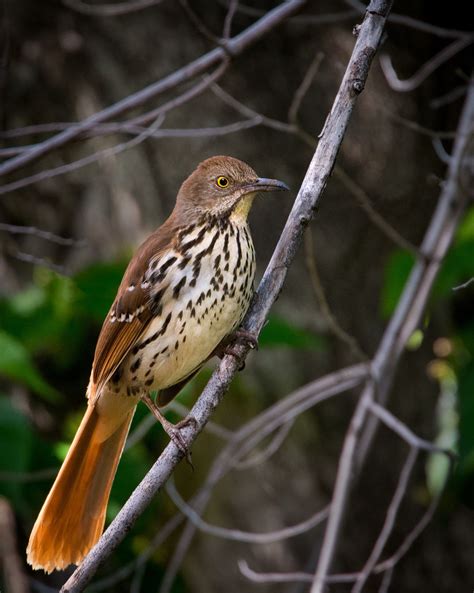 18 Best Brown thrasher ideas | brown thrasher, thrasher, pet birds