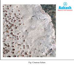 Classification of lichens, Characteristics of Viroids & Prions | AESL