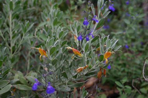 Enamored with Emus - Waterwise Gardener