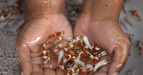 Image result for Fish Breeding