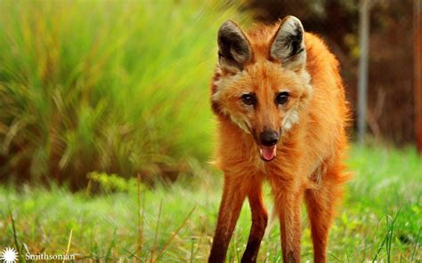 Maned Wolves 的图像结果