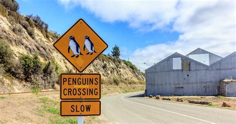 22 Great Days New Zealand Food & Wine Superior - New Zealand Self Drive ...