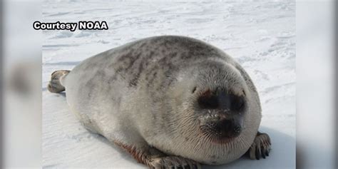 Critical habitat designated for Arctic ringed, Beringia bearded seals