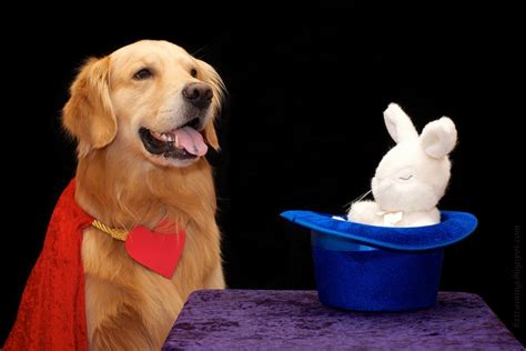 Magic Tricks for Dogs 的图像结果