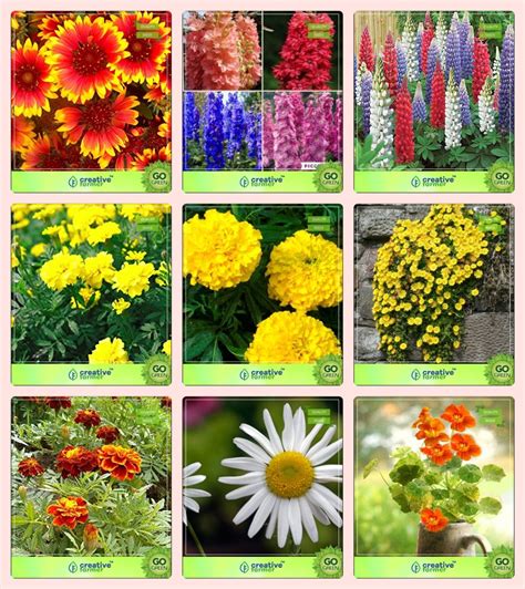 Creative Farmer Flower Seeds : Plant Seeds Growing Kit Combo Gaillardia ...