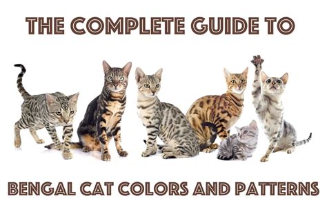 Bengal Cat Color Chart at Patricia Mahmood blog