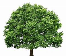 Tree Transparent Background by Tree Transparent Background 101 Clip Tree Transparent Background
