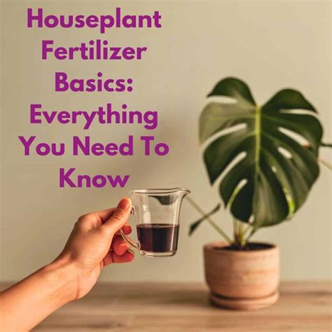 Polkadot Plant Care Guide: Easy Tips For A Thriving Plant! » Simplify Plants
