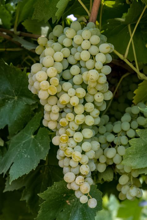 Thompson Seedless – Grape Varieties in the USA