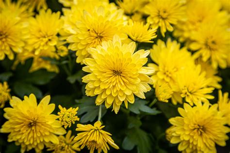 Yellow Chrysanthemum Flower Meaning