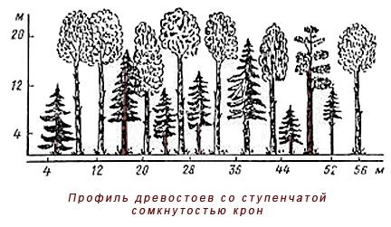 Древостой – состав, класс, характеристики - Все о Дереве